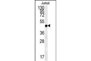 DAO Antibody (Center) (ABIN657862 and ABIN2846818) western blot analysis in Jurkat cell line lysates (35 μg/lane). (D Amino Acid Oxidase 抗体  (AA 259-287))