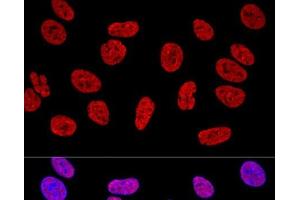 Immunofluorescence (IF) image for anti-KH Domain Containing, RNA Binding, Signal Transduction Associated 1 (KHDRBS1) antibody (ABIN7261952)