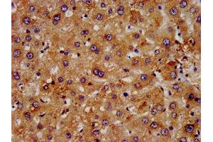 IHC image of ABIN7152853 diluted at 1:500 and staining in paraffin-embedded human liver tissue performed on a Leica BondTM system. (FGFRL1 抗体  (AA 403-470))