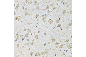 Immunohistochemistry of paraffin-embedded mouse brain using PSMC2 antibody (ABIN1874379) at dilution of 1:100 (40x lens). (PSMC2 抗体)