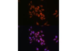 Immunofluorescence analysis of HeLa cells using CRM1/XPO1 antibody (ABIN7267067). (XPO1 抗体)