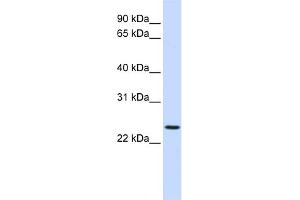 WB Suggested Anti-PRRG3 Antibody Titration:  0. (PRRG3 抗体  (N-Term))