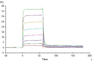 Surface Plasmon Resonance (SPR) image for Poliovirus Receptor-Related Immunoglobulin Domain Containing (PVRIG) protein (mFc Tag) (ABIN7275506)