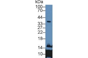Western Blot; Sample: Human Liver lysate; Primary Ab: 2µg/mL Rabbit Anti-Human APOE Antibody Second Ab: 0. (APOE 抗体  (AA 19-181))