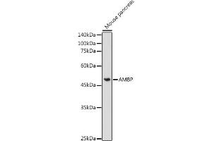 Western blot analysis of extracts of Mouse pancreas, using AMBP antibody (ABIN3015615, ABIN3015616, ABIN3015617 and ABIN6218974) at 1:1000 dilution. (AMBP 抗体  (AA 20-352))