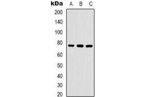 Western blot analysis of WASF1 (pY125) expression in K562 (A), NIH3T3 (B), mouse brain (C) whole cell lysates. (WASF1 抗体  (pTyr125))