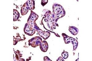 RIPK2 antibody immunohistochemistry analysis in formalin fixed and paraffin embedded human placenta tissue. (RIPK2 抗体  (AA 39-68))
