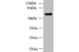 GDPD2 anticorps  (AA 210-490)
