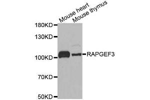 Western blot analysis of extracts of various cell lines, using RAPGEF3 antibody. (RAPGEF3 抗体  (AA 1-200))