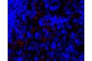 Immunofluorescence analysis of Rat spleen tissue using SNAI1 Polyclonal Antibody at dilution of 1:200. (SNAIL 抗体)