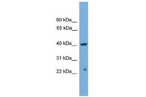 WB Suggested Anti-CENPN Antibody Titration: 0. (CENPN 抗体  (Middle Region))