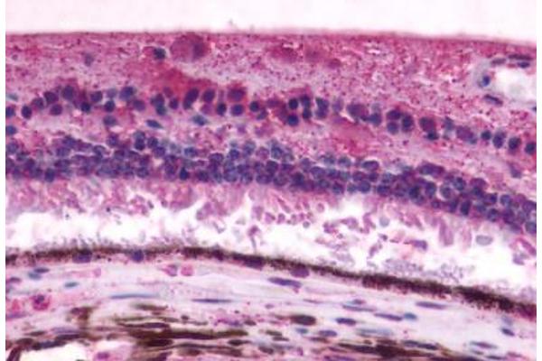 RGR 抗体  (Cytoplasmic Domain)