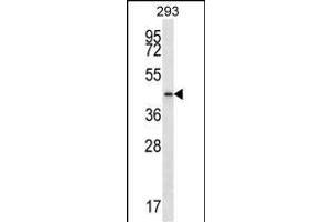 PTGR2 Antibody (N-term) (ABIN656796 and ABIN2846015) western blot analysis in 293 cell line lysates (35 μg/lane).
