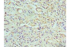 Immunohistochemistry of paraffin-embedded human kidney tissue using ABIN7153637 at dilution of 1:100 (GJC1 抗体  (AA 247-396))