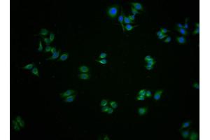 Immunofluorescence staining of HepG2 cells with ABIN7154142 at 1:100, counter-stained with DAPI. (GLYCTK 抗体  (AA 214-436))