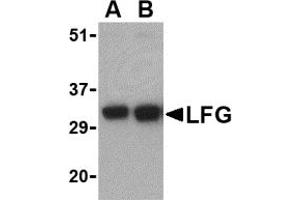 Western Blotting (WB) image for anti-Fas Apoptotic Inhibitory Molecule 2 (FAIM2) (N-Term) antibody (ABIN1031438) (FAIM2 抗体  (N-Term))