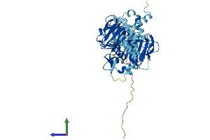 AlphaFold protein structure predicition of Mouse Recombinant Rcbtb2 Protein, UniprotID Q99LJ7