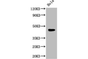 Western Blot Positive WB detected in: Mouse heart tissue All lanes: WNT5A antibody at 3 μg/mL Secondary Goat polyclonal to rabbit IgG at 1/50000 dilution Predicted band size: 43, 41 kDa Observed band size: 43 kDa (WNT5A 抗体  (AA 62-380))