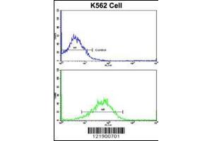 Flow cytometric analysis of K562 cells using SFRP5 Antibody (bottom histogram) compared to a negative control cell (top histogram). (SFRP5 抗体  (AA 219-248))
