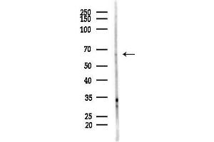 Western blot analysis of lysates from COLO205 cells(heat-shock,45 min treatment), using ELF1 Antibody at 1/1000 dilution. (ELF1 抗体  (C-Term))
