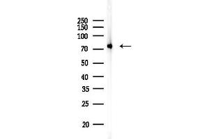 Western blot analysis of lysates from 3-L1 P6, using Grp75 Antibody at 1/1000 dilution.