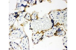 IHC-F: human placenta tissue (CYP11A1 抗体  (C-Term))