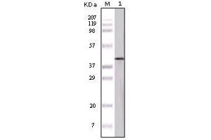 Image no. 1 for anti-Ovalbumin (OVA) antibody (ABIN1496264) (Ovalbumin 抗体)