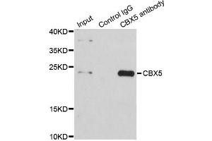 Immunoprecipitation analysis of 200ug extracts of HeLa cells using 1ug CBX5 antibody. (CBX5 抗体)