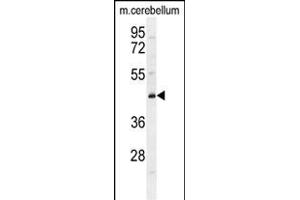 CYB5D2 Antibody (C-term) (ABIN655228 and ABIN2844834) western blot analysis in mouse cerebellum tissue lysates (35 μg/lane). (CYB5D2 抗体  (C-Term))