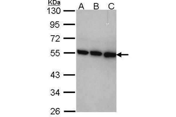 COPS2 anticorps  (C-Term)