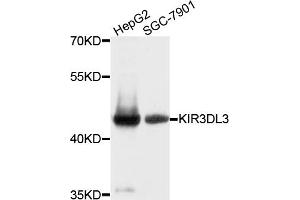 Western blot analysis of extracts of various cell lines, using KIR3DL3 antibody. (KIR3DL3 抗体)