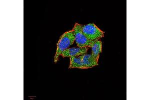 Immunocytochemistry (ICC) image for anti-Selectin L (SELL) (AA 83-186) antibody (ABIN5870377)