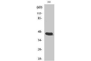 Western Blotting (WB) image for anti-Caspase 1 (CASP1) (Ser197) antibody (ABIN3174180) (Caspase 1 抗体  (Ser197))