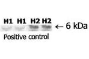 Immuno Blot analysis of Relaxin. (Relaxin 2 抗体)
