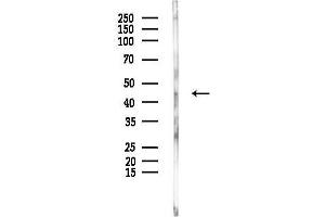 Western blot analysis of lysates from PC12 cells, using Phospho-Caspase 1 (Ser376) Antibody at 1/1000 dilution.