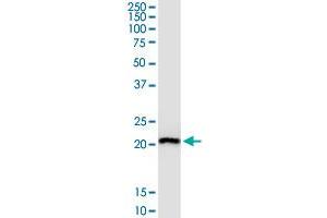RPL29 MaxPab polyclonal antibody. (RPL29 抗体  (AA 1-157))