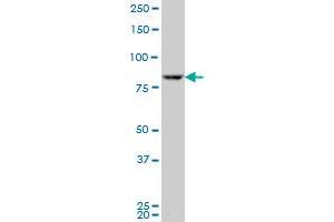 Western Blotting (WB) image for anti-Ribosomal Protein S6 Kinase, 90kDa, Polypeptide 3 (RPS6KA3) (AA 2-95) antibody (ABIN562720)