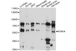 Western blot analysis of extracts of various cell lines, using KCNG4 antibody (ABIN6292513) at 1:3000 dilution. (KCNG4 抗体)