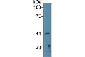 Western Blot; Sample: Rat Lung lysate; Primary Ab: 2µg/ml Rabbit Anti-Rat SIRT7 Antibody Second Ab: 0. (SIRT7 抗体  (AA 135-274))