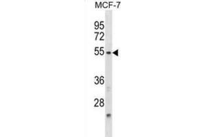 Western Blotting (WB) image for anti-Nuclear Factor, Interleukin 3 Regulated (NFIL3) antibody (ABIN2998925) (NFIL3 抗体)