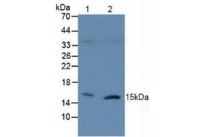 Western blot analysis of (1) Human 293T Cells and (2) Human Raji Cells. (H2AFX 抗体  (AA 2-143))