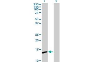 Western Blot analysis of PNCK expression in transfected 293T cell line by PNCK MaxPab polyclonal antibody. (PNCK 抗体  (AA 1-121))