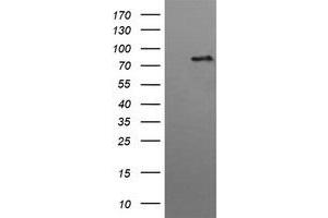 Image no. 2 for anti-Hepatocyte Growth Factor-Regulated tyrosine Kinase Substrate (HGS) antibody (ABIN1498718) (HGS 抗体)