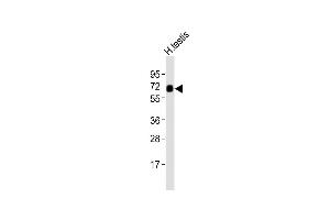 Anti-ZFP91 Antibody (Center)at 1:2000 dilution + human testis lysates Lysates/proteins at 20 μg per lane. (ZFP91 抗体  (AA 216-245))