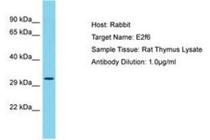 Image no. 1 for anti-E2F Transcription Factor 6 (E2F6) (AA 101-150) antibody (ABIN6750462) (E2F6 抗体  (AA 101-150))