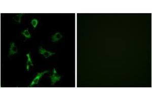 Immunofluorescence (IF) image for anti-Olfactory Receptor, Family 5, Subfamily B, Member 3 (OR5B3) (AA 157-206) antibody (ABIN1535926)