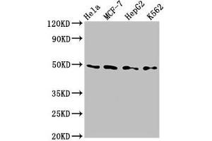 Western Blot Positive WB detected in: Hela whole cell lysate, MCF-7 whole cell lysate, HepG2 whole cell lysate, K562 whole cell lysate All lanes: TEAD4 antibody at 2. (TEAD4 抗体  (AA 74-434))