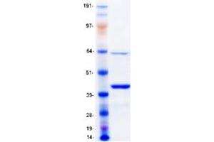 MBNL1 Protein (Transcript Variant 6) (Myc-DYKDDDDK Tag)