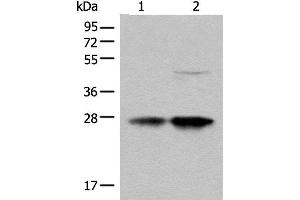 Western blot analysis of HL-60 and HEPG2 cell lysates using COA7 Polyclonal Antibody at dilution of 1:550 (C1orf163 抗体)