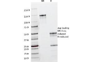 SDS-PAGE Analysis Purified EGFR Mouse Monoclonal Antibody (B1D8). (EGFR 抗体)